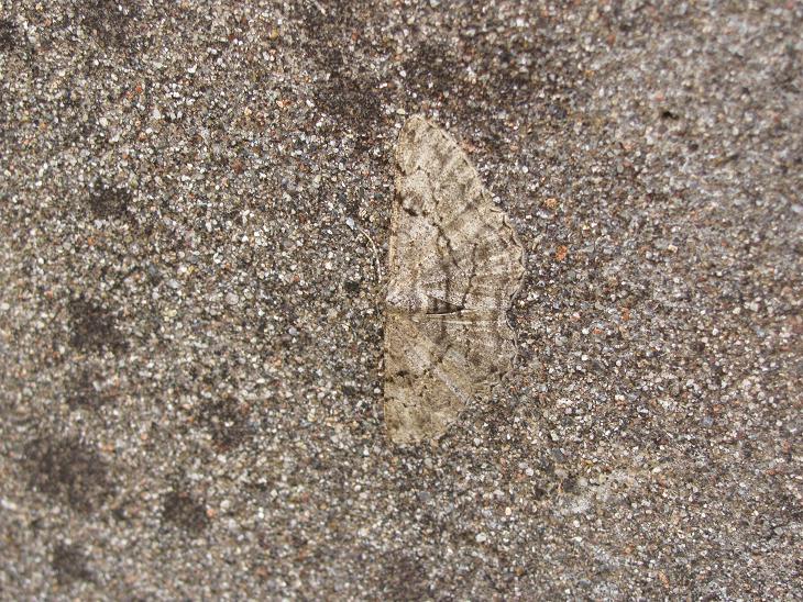 Peribatodes secundaria? No, Peribatodes rhomboidaria